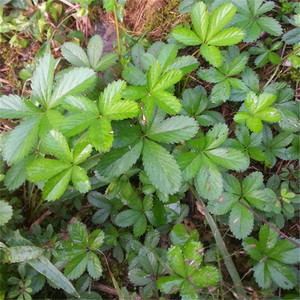 纯天然五皮风500克 蛇含草地五甲五爪龙地五加五爪虎五叶莓中药材