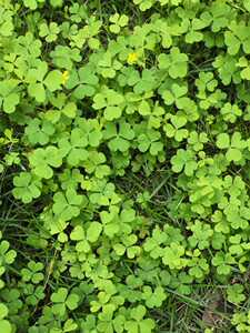 黄花酢浆草酸浆酸酸草斑鸠酸三叶酸盐酸鸡250克新鲜纯野生中草药