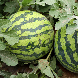 山西夏县无籽夏宝夏乐西瓜8424汁多超甜皮薄1颗8-9斤 顺丰包邮