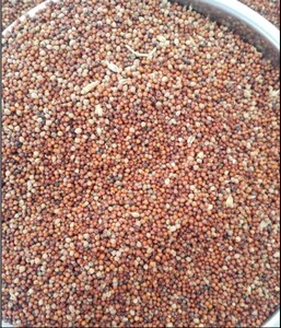 农家自种糁子穇子粉龙爪粟五谷杂粮小米粗粮陈年