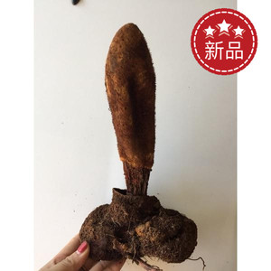 热销中药材干品云南野生锁阳 顶天柱 续阳草500克包邮泡酒泡水