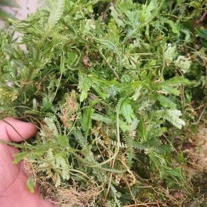 深山新鲜正品石上柏纯天然地侧柏中药材深绿卷柏农家自晒无硫干货