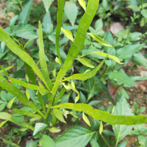 潮汕飞天蜈蚣草正宗新鲜竹节蓼 中草药材 扁叶蓼 百足草枝叶干品