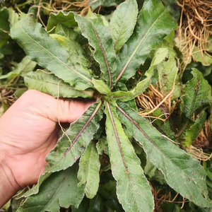 深汕地胆草 地斩头 新鲜中草药地胆头 苦地胆 牛托鼻 牛契埔500克