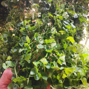 纯天然新鲜马蹄金 金钱草正品中草药溶石草小叶金钱草鱼前草500克