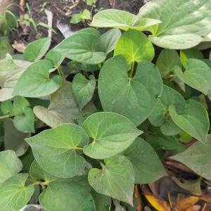 中药材新鲜现采鱼腥草 折耳根 狗心草 狗点耳 正品500克另售纯根