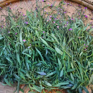 深山新鲜一点红 潮汕小号一点红 叶下红羊蹄草红背叶中草药材干货