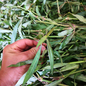 潮汕山血草野生蛇总管新鲜山血草农家现采青草药中药材500克包邮