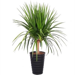 多头龙须树龙须铁龙须兰龙血树室内客厅大型盆栽绿植花卉净化空气