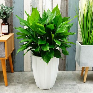 万年青盆栽植物室内大型绿植客厅吸甲醛净化空气容易养活大叶金钻