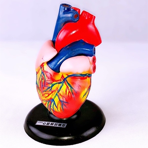 教学仪器33208心脏解剖模型 自然大带支架组装 生物模型实验器材