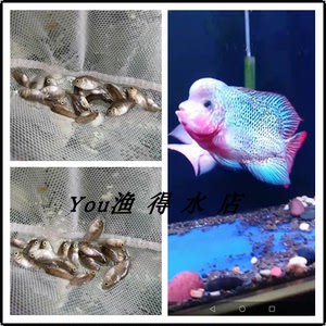 鸿运 马骝 火凤凰 黄金 古典 金花 泰金幻彩 瓜子苗罗汉鱼苗活体