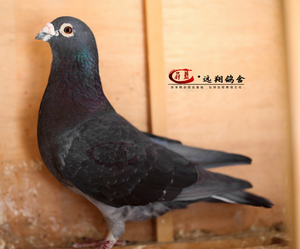 大鼻子经典国血老桃花吴淞种鸽一对信鸽活体