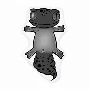 睫角守宫宠物异型