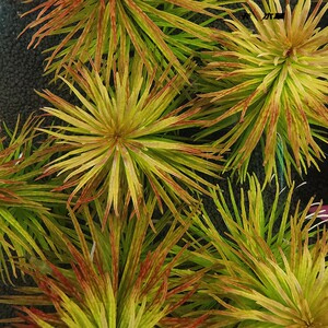 宠物及园艺 水族世界 水草及肥料 古巴叶底红