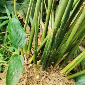 广西粽叶苗冬叶苗种植带泥冬叶根部绿植