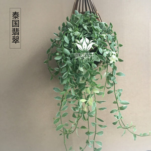 多肉吊兰植物金边翡翠串钱藤阳台窗台垂挂花卉观叶小盆栽净化空气