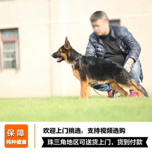 狼狗活体小狼狗