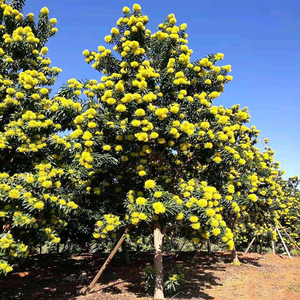黄金熊猫 澳洲黄花树 金蒲桃 水蒲桃 洋蒲桃 树蒲桃 观花类