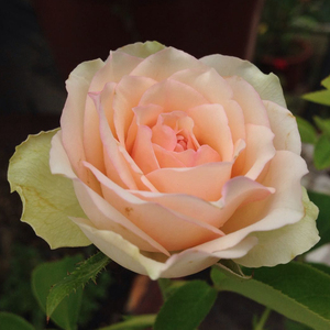 岁月静好月季园日月新品熏子玫瑰切花四季开花阳台庭院月季