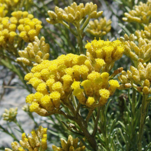 进口意大利永久花/蜡菊精油 科西嘉 淡化细纹痘印疤痕妊娠纹1ml