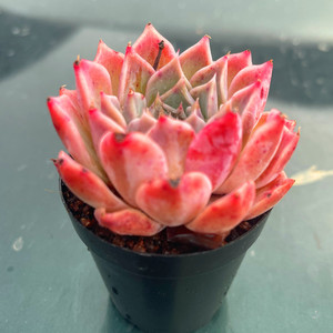 多肉植物海棠多肉室内阳台桌面大棵绿植园艺花卉组合盆栽萌肉肉