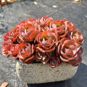 茗居 秀妍群生 红色玫瑰新绿盆栽防辐射 秀岩 多肉植物 萌肉发货