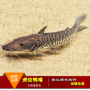 【虎纹鸭嘴鲨鱼】虎纹鸭嘴鲨鱼品牌,价格 - 阿里巴巴