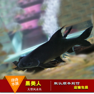 鲨鱼缸高清 中国海军图片