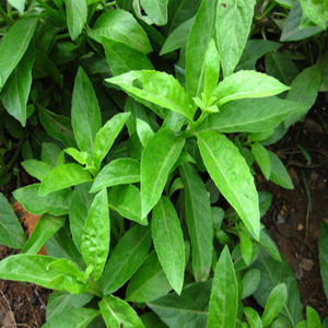 明月草种苗白背菜富贵菜野菜苗子降糖草泰国金鸡毛绿植白背三七菜