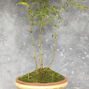 筇竹苗罗汉竹算盘竹盆栽办公室阳台庭院绿化艺术盆景观赏竹杖文竹