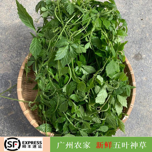 1斤包邮五叶神褒汤草绞股蓝新鲜现摘现发