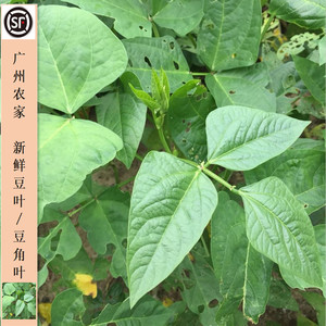 广东农家自种豆叶新鲜豆角叶眉豆叶豇豆叶子食用蔬菜叶子特色食材