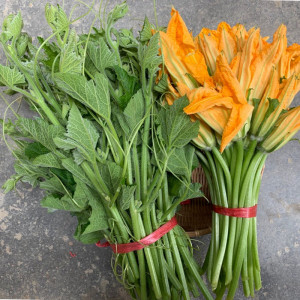 包邮新鲜南瓜花南瓜藤套餐南瓜苗南瓜尖倭瓜花饭店食材私房特色菜