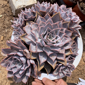 露西娜多肉大型莲座 一物一拍超大群生老桩捧花 稀少大棚直供包邮