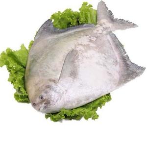 中国鲳海捕鲳鱼斗鲳大平鱼海鱼新鲜速冻海鲜水产包邮2000克
