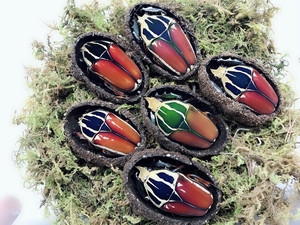 乌干达花金龟甲虫活体巨型爬宠活体大锹形虫独角仙兜虫长臂金龟