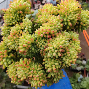 春萌缀化  柳叶年华缀化老桩多肉植物青青草多肉