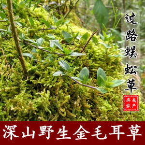 野生新鲜摊地蜈蚣 过路蜈蚣 金毛耳草黄毛耳草新鲜中药材可晒干发