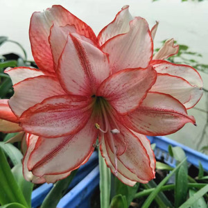 重瓣白肋【鬼魅plus】国产精品朱顶红 超级鬼魅【一品缘艺】