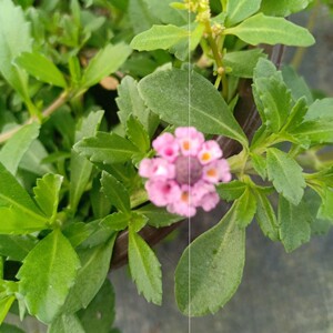 姬岩垂草盆栽苗 多年生植物 耐寒耐热花园庭院 地被植物好养活