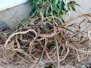 贵州野生农产品八爪金龙根 中药材开喉箭百两金高八爪根铁雨伞1斤