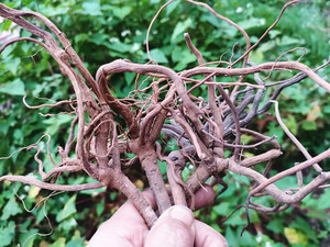 贵州开喉剑中药材 八爪金龙开喉箭百两金铁雨伞野生原药干货500克