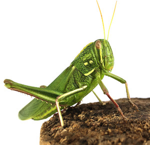 昆虫宠物活体蝗虫蹬倒山绿色大蚂蚱野味钓鱼喂食棉蝗