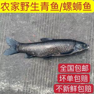 野河原生态螺蛳青鱼鲜活现杀新鲜苏北特产大螺丝青鱼非草鱼淡水鱼