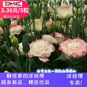 重瓣洋桔梗