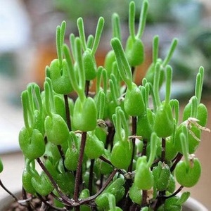 南非进口多肉碧光环小兔子蓝兔子四季播种多肉庭院客厅可爱种植