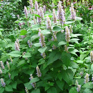 包邮食用新鲜藿香苗盆栽 五香叶 鱼香叶 泡茶薄荷盆栽藿香正气草