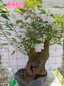 四季常绿植物吸甲醛室内净化驱蚊香樟树熟桩盆景观叶盆栽室内室外