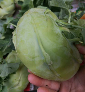 湖南新鲜苤蓝疙瘩 大芥菜疙瘩撇了芥蓝大头菜蔬菜当季时令菜